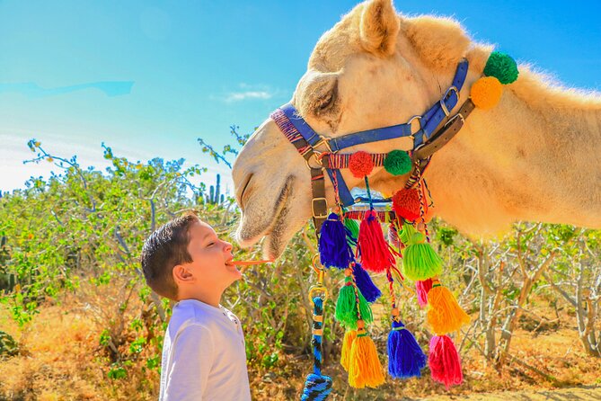 Combo Single Offroad 4x4 UTV, Camel Ride, Lunch & Tequila Tasting - Pricing and Value: What $249 Really Covers