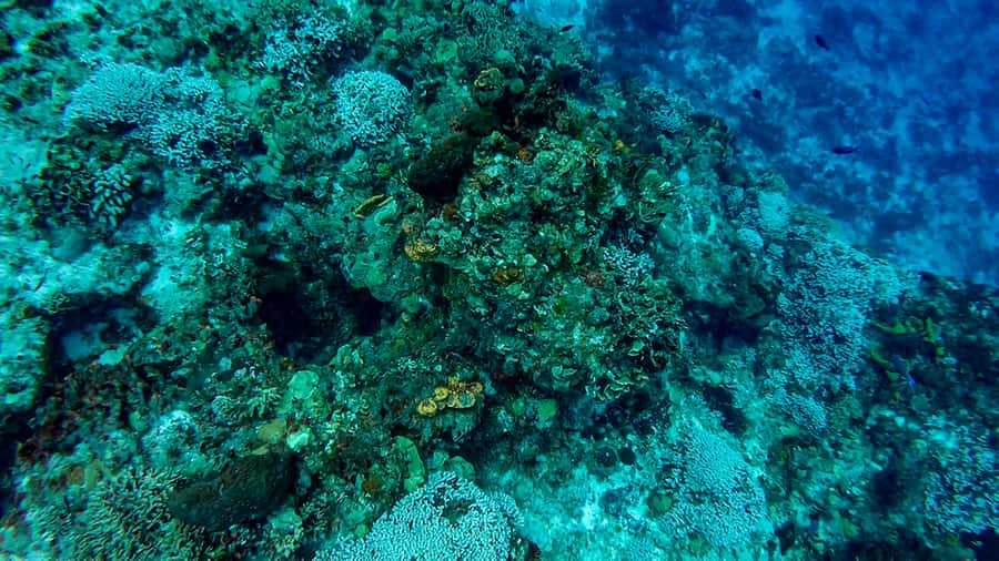 Cozumel Catamaran Snorkeling Tour & lunch - Should you book this Cozumel catamaran snorkeling tour?