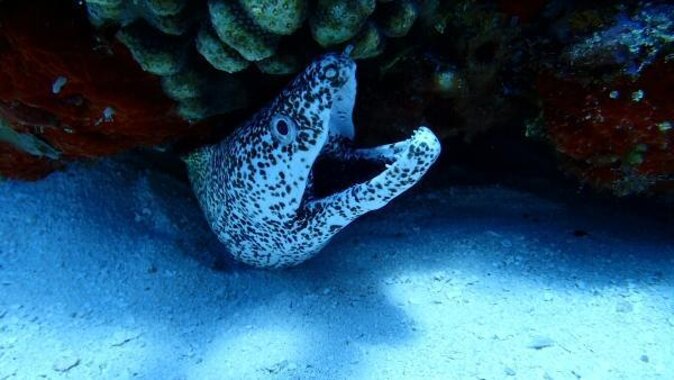 Cozumel Coral Reef Snorkeling by Glass Bottom Boat with Guide - Key things to know before you go
