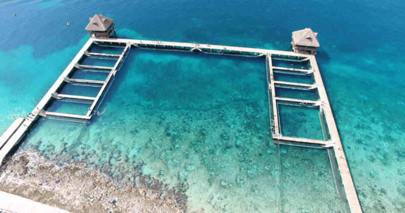 Cozumel: Dolphin Royal Connection and Manatee Interaction - Key things that make this tour worth your time