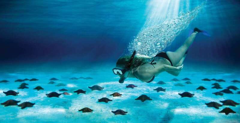 Cozumel: El Cielo & Palancar Snorkel with Open Bar & Ceviche - Key highlights to focus on
