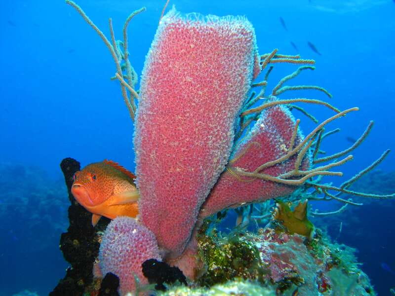 Cozumel: El Cielo & Palancar Snorkel with Open Bar & Ceviche - Safety, rules, and how to avoid the common sunscreen problem