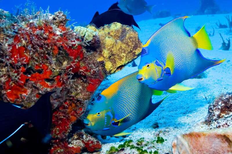 Cozumel: El Cielo & Palancar Snorkel with Open Bar & Ceviche - Small group (up to 14): why it changes the whole experience
