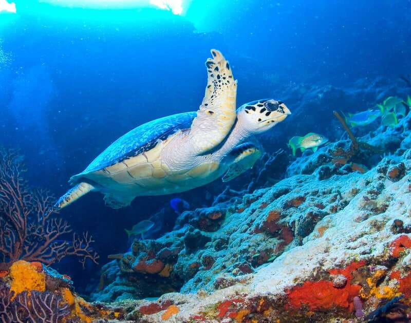 Cozumel: El Cielo & Palancar Snorkel with Open Bar & Ceviche - Price and value: what you get for $72 plus the port fee