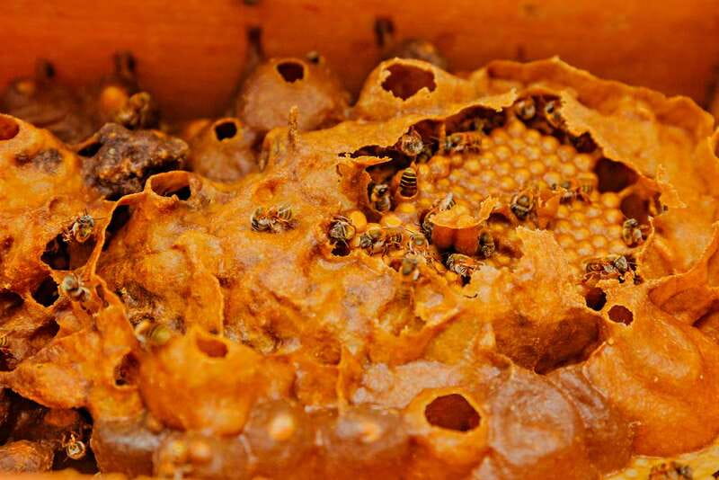 Cozumel: General Entrance to Mayan Bee Sanctuary - Who Should Book This and Who Might Skip It