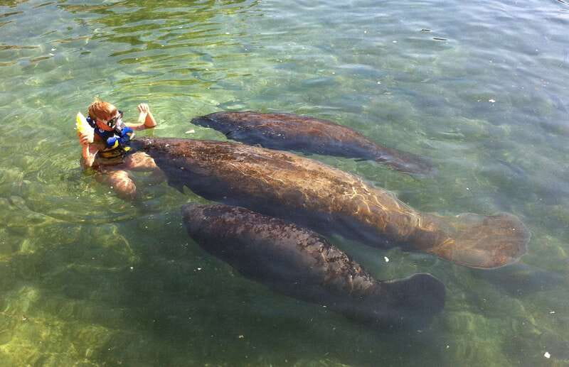 Cozumel: Manatee Encounter, Chankanaab Admission and Buffet - Manatee Encounter in Cozumel: What 30 Minutes Feels Like
