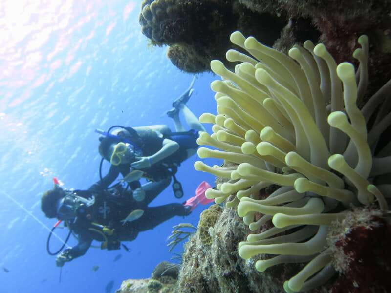 Cozumel: One Tank Scuba Dive and Full Chankanaab Park Access - Tips so your day runs smoother