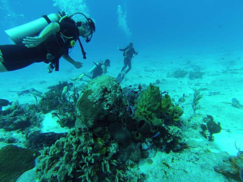 Cozumel: One Tank Scuba Dive and Full Chankanaab Park Access - After your one-tank session: how to use the full Chankanaab Park access
