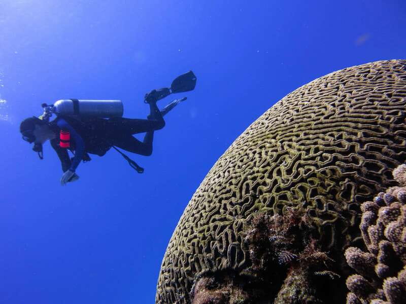 Cozumel: One Tank Scuba Dive and Full Chankanaab Park Access - Price and value: how $63 stacks up with the $11 marine fee