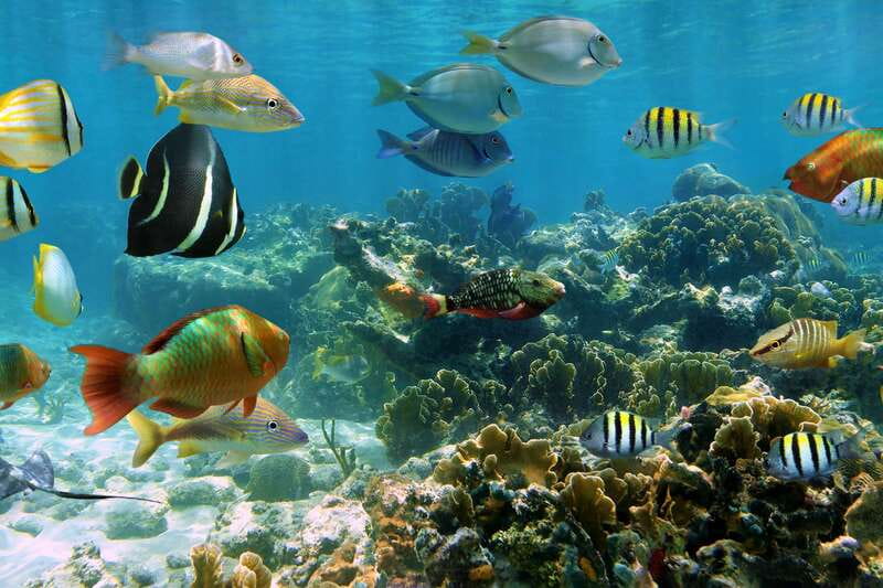 Cozumel: One Tank Scuba Dive and Full Chankanaab Park Access - Who this one-tank plus park access plan is best for