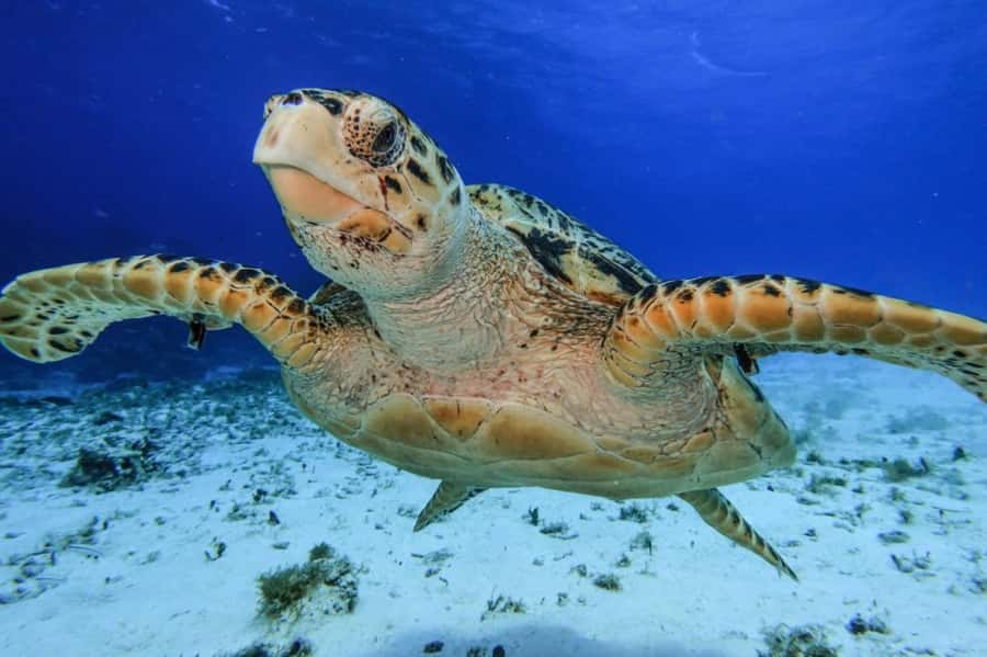 Cozumel: Palancar, Columbia and El Cielo Reefs Snorkel Tour - Should You Book This Cozumel Snorkel Tour?