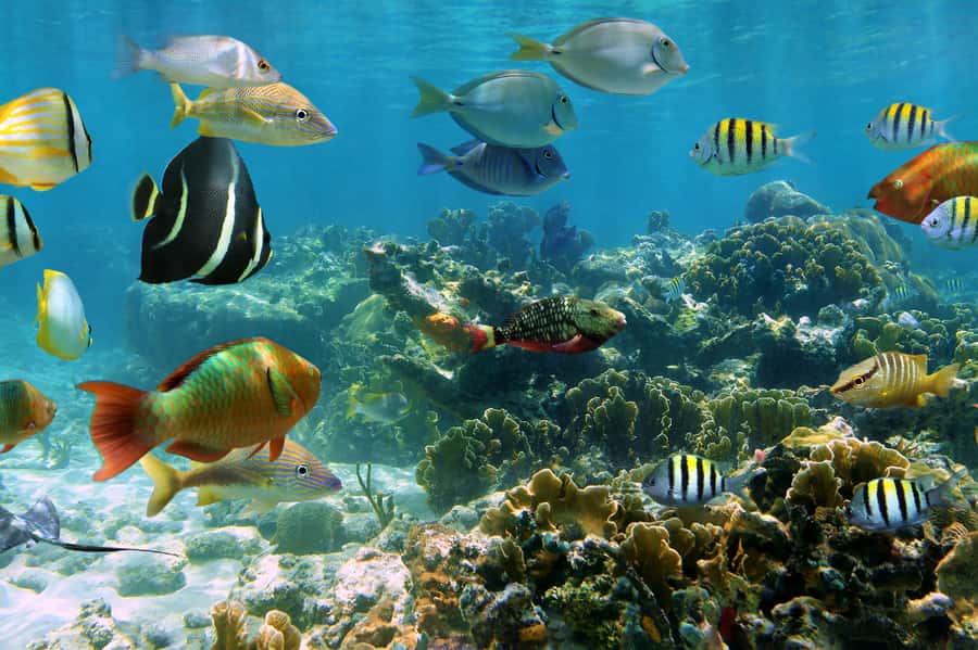 Cozumel: Palancar, Columbia and El Cielo Reefs Snorkel Tour - From Marina Caleta to the Reefs: The 4-Hour Rhythm