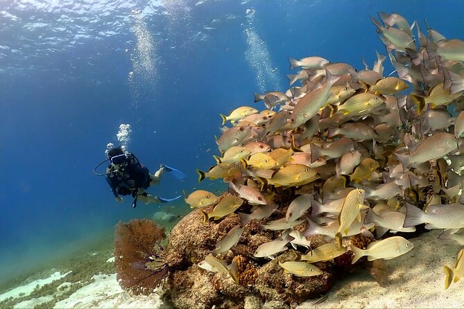 Cozumel Scuba Dive at Chankanaab - Your intro session flow: instruction, a short practice, then underwater time