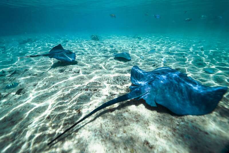 Cozumel: Snorkel and Swim with Stingrays - Key things to know before you go