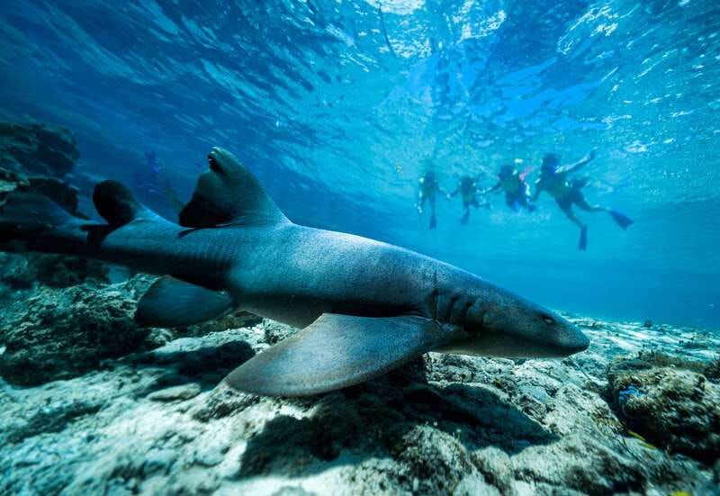 Cozumel: Snorkel and Swim with Stingrays - FAQ