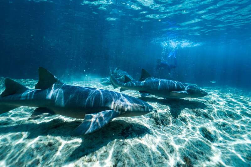 Cozumel: Snorkel and Swim with Stingrays - Meeting, safety briefing, and the stingray encounter in waist-deep water