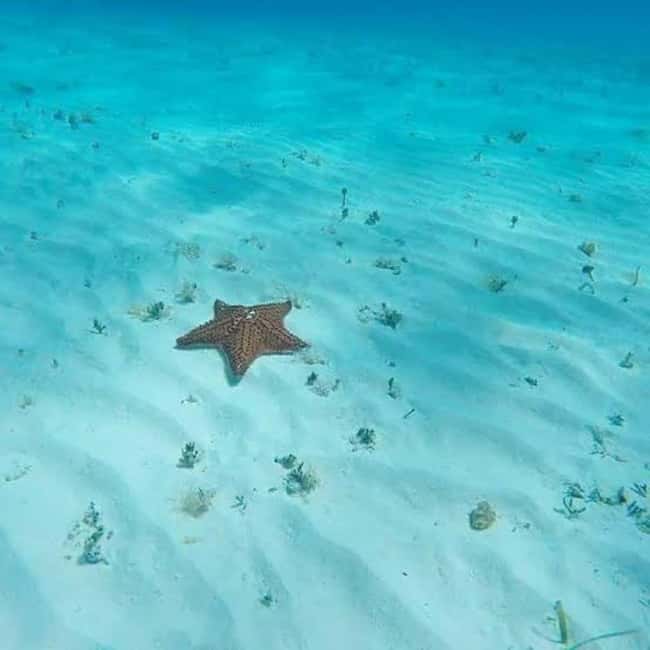 Cozumel: snorkeling on reefs + visit to "El Cielo" - What to bring for a better snorkel day in Cozumel