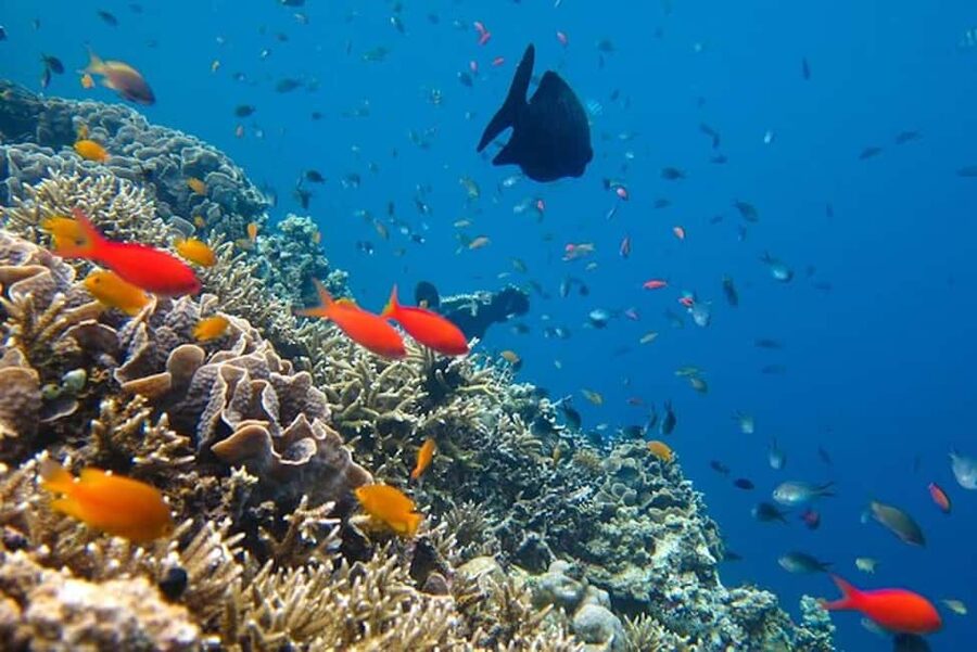 Cozumel: snorkeling on reefs + visit to "El Cielo" - Who this Cozumel snorkeling and El Cielo tour suits best