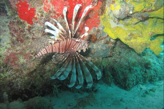 Cozumel Snorkeling Tour: Palancar, Columbia and El Cielo Reefs - Palancar Reef: Coral Hotspot and the Joy of Being Guided