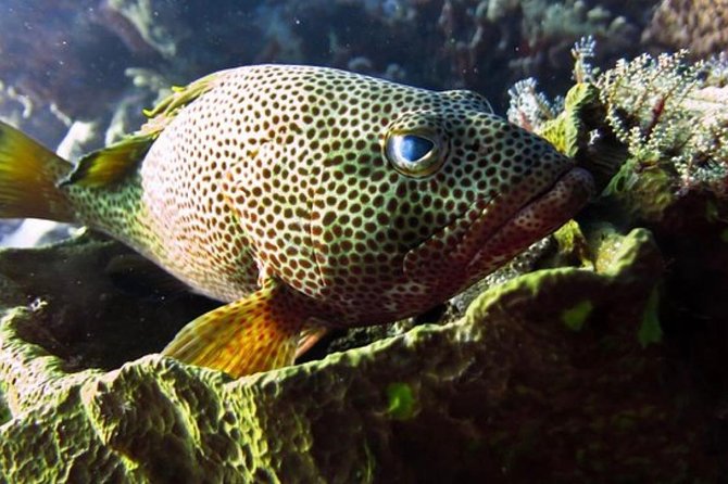 Cozumel Snorkeling Tour: Palancar, Columbia and El Cielo Reefs - More Reef Variety: San Francisco, Paraiso, and the Arrecifes de Cozumel Area