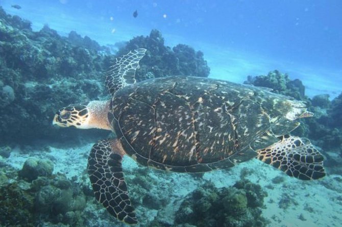 Cozumel Snorkeling Tour: Palancar, Columbia and El Cielo Reefs - Boat Setup and Snorkel Gear: Comfort, Buoyancy, and Confidence