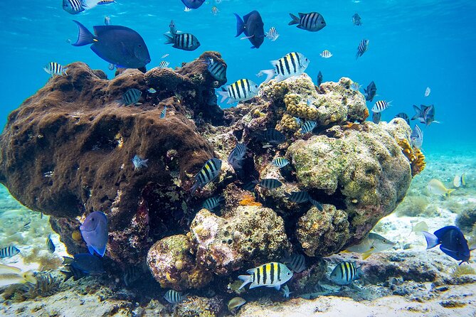 Cozumel Starfish and Tropical Reef Snorkeling by Powerboat with Lunch - Who This Tour Suits Best (and Who Should Think Twice)