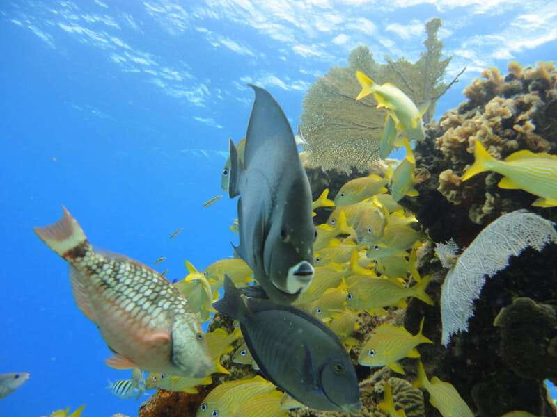 Cozumel: VIP Glass Bottom Boat & Snorkeling 3 Reefs Tour - Reef Stop Two and Three: Paraíso Reef Sessions That Match the Time You Have