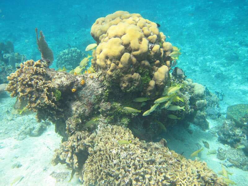 Cozumel: VIP Glass Bottom Boat & Snorkeling 3 Reefs Tour - Gear and What to Bring: Your Short List for a Smooth Swim