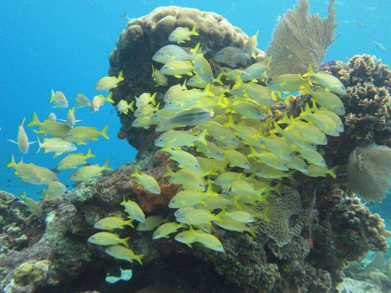 Cozumel: VIP Glass Bottom Boat & Snorkeling 3 Reefs Tour - Safety Rules You Should Take Seriously (Especially With Kids)