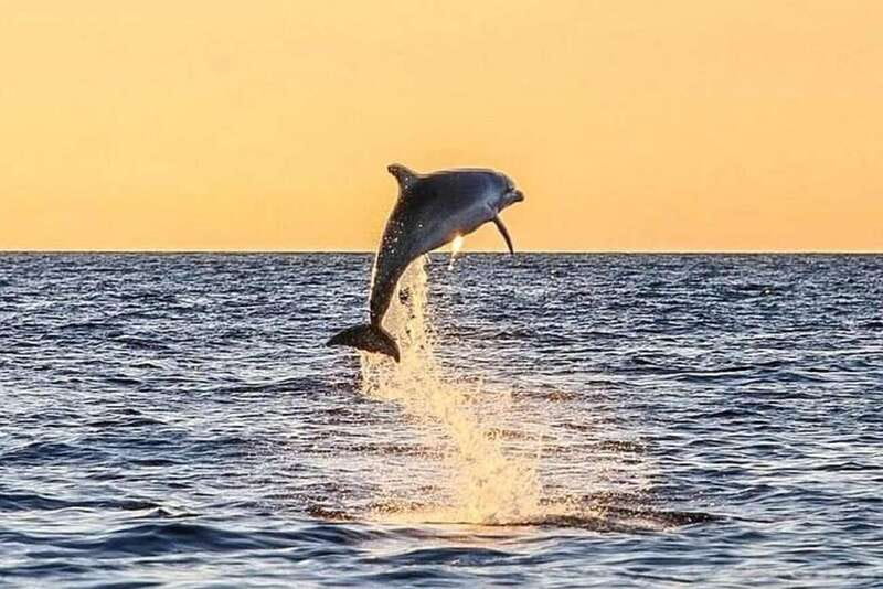Destin: Dolphin Watching Cruise - Key Things I’d Put on Your Radar