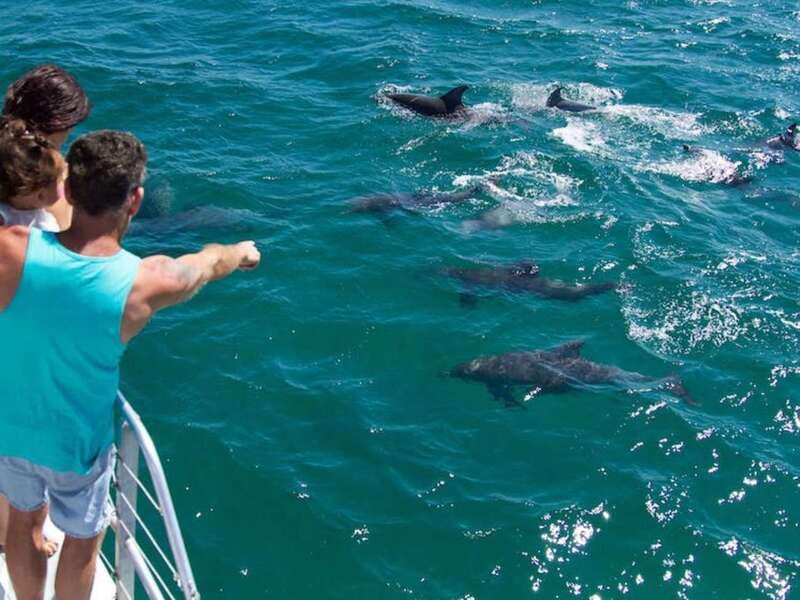 Destin: Dolphin Watching Cruise - The Dolphin Search: Why the Boat Design Helps You Actually See Them