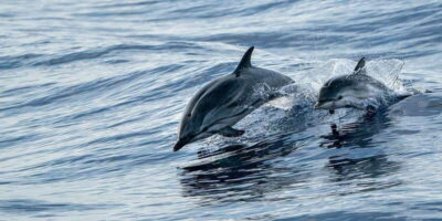 Destin: Dolphin Watching Cruise