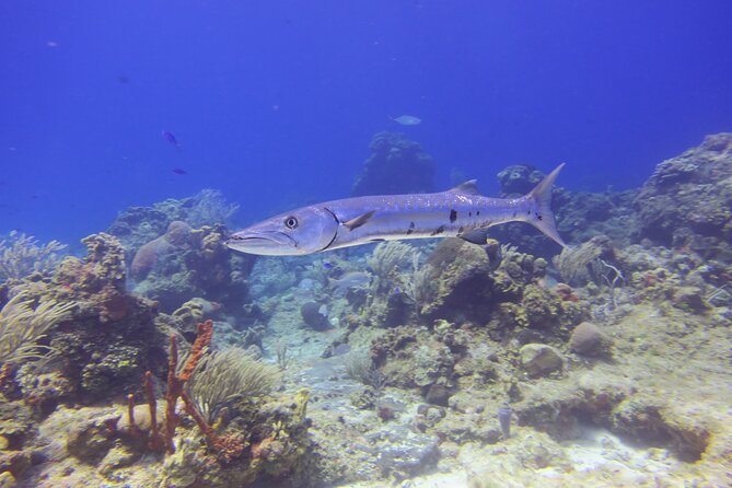 Discover Scuba - Your instructor makes or breaks the experience