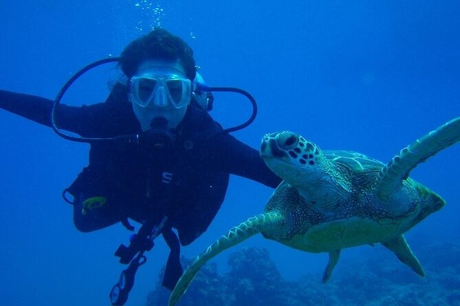 Discover Scuba Diving & Beach Club with Transportation In Riviera Maya - Who this tour suits best, and who should choose something else