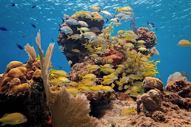 Discover Scuba Diving in Cozumel Paradise Reef - Getting There: Marina Fonatur Meeting Point, No Terminal Pickup