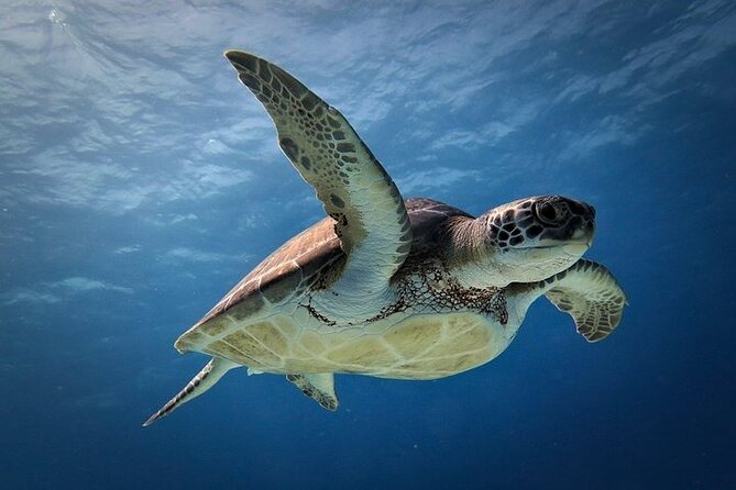 Discover Scuba Diving in Cozumel Paradise Reef - The Boat Break Between Tanks: Snacks, Water, and Calm Control