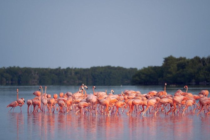 Discover the FABULOUS PINK WATERS at the Caribean (Las Coloradas+Río Lagartos) - Clay scrub at Rio Lagartos: fun if you’re ready