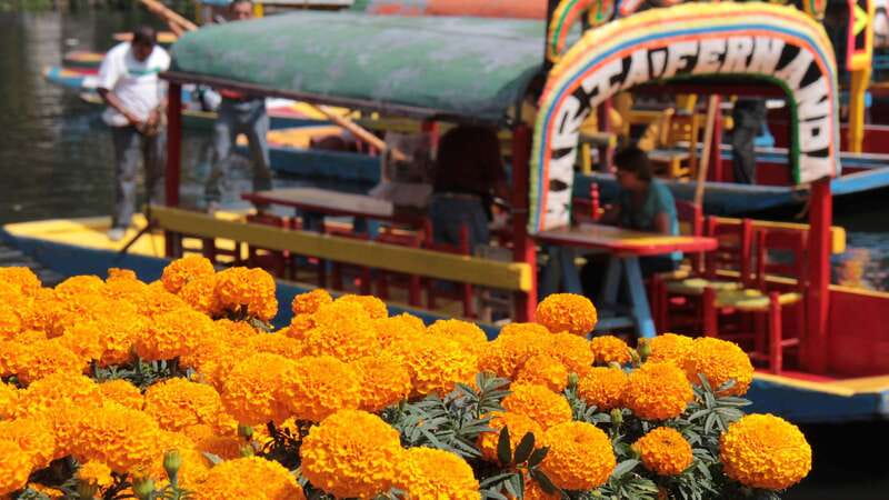 Discover Xochimilco and Coyoacán: Tradition, Music, Culture - Coyoacán’s Cobblestones, Churches, Plazas, and the Creative Energy