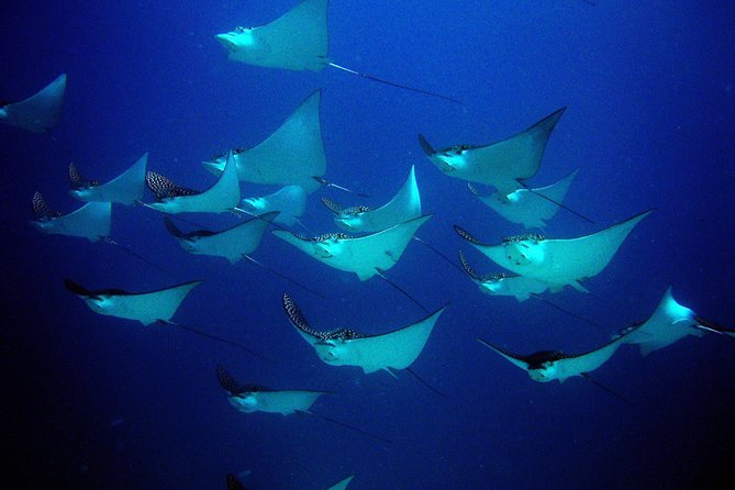 Diving in Cancun for Certified Divers | 2 Dives | All Inclusive - Boat ride, timing, and when the plan can flex