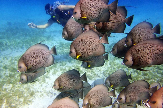 Diving in Cancun for Certified Divers | 2 Dives | All Inclusive - All-inclusive cost: why $161.24 can make sense