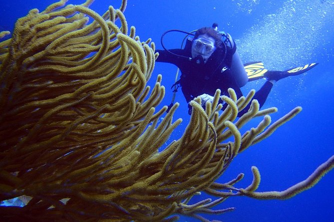 Diving in the Mexican Caribbean for Beginners | 2 Tanks 2 Dives | All Inclusive - Pool Practice: The Confidence Builder