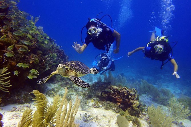 Diving in the Mexican Caribbean for Beginners | 2 Tanks 2 Dives | All Inclusive - The Boat Ride and Descent Routine From the Buoys