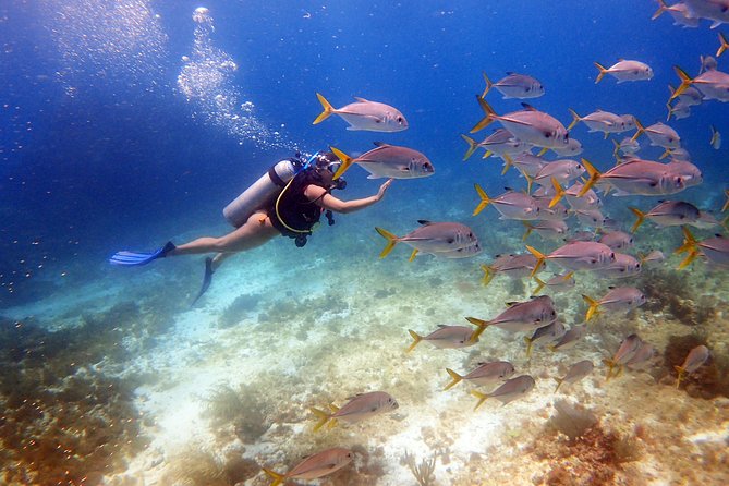 Diving in the Mexican Caribbean for Beginners | 2 Tanks 2 Dives | All Inclusive - The 35-Minute Theory Class That Actually Helps