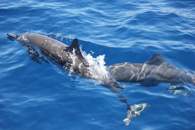 Dolphin & Whale Watching in Puerto Escondido - Key Points at a Glance