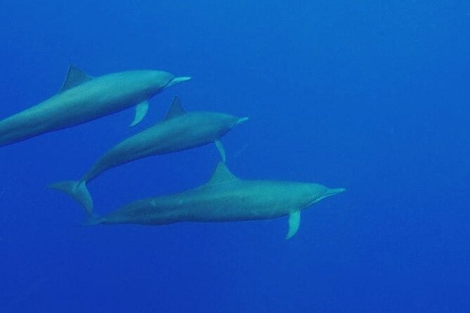 Dolphin & Whale Watching in Puerto Escondido - Entering the World of Wild Dolphins at Playa Zicatela