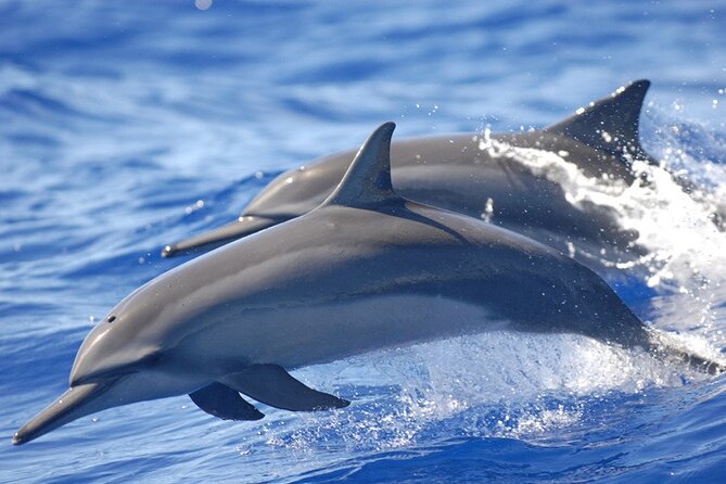 Dolphin & Whale Watching in Puerto Escondido - Dolphins, Sea Turtles, and Whales: What You Actually Might See
