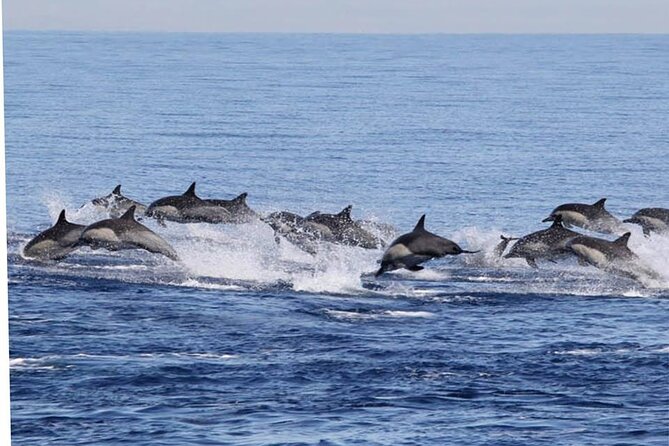 Dolphin & Whale Watching in Puerto Escondido - The Dolphin Swim and Snorkel Part, Plus the Jellyfish Reality