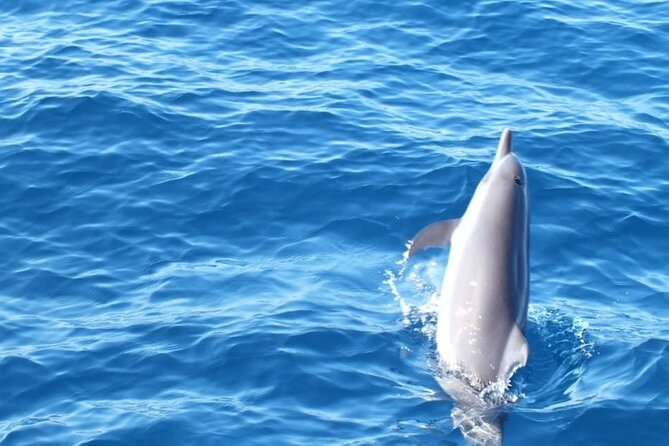 Dolphin & Whale Watching in Puerto Escondido - Getting There: Pickup, Meeting Point, and No Hotel Drop-Off