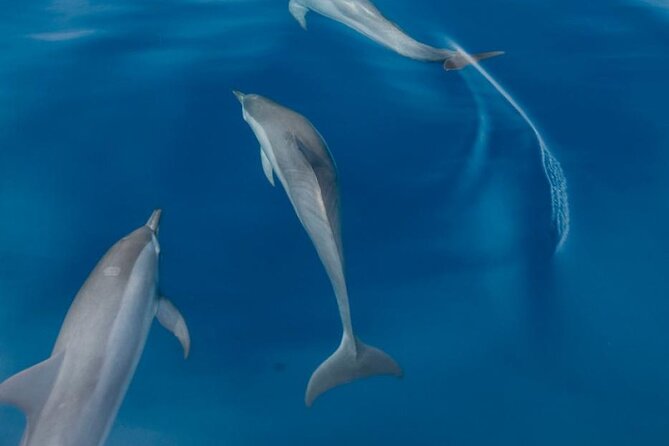 Dolphin & Whale Watching in Puerto Escondido - The Boat Ride: Small Group, Real Ocean Feel