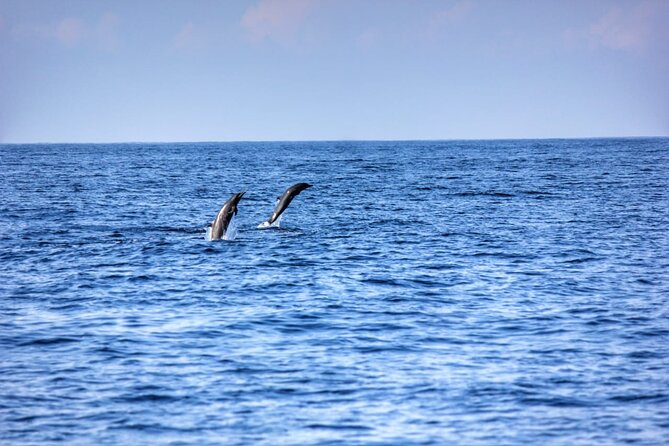 Dolphin & Whale Watching in Puerto Escondido - Price and Value: What $65.57 Buys You in Puerto Escondido